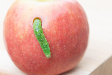 caterpillar eating a apple