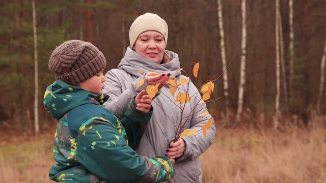 Happy mom and son pick autumn foliage from a twig and toss it up. The concept of a healthy lifestyle vacation in nature autumn park. At sunset, in the evening, a warm soft light. UHD 4K.