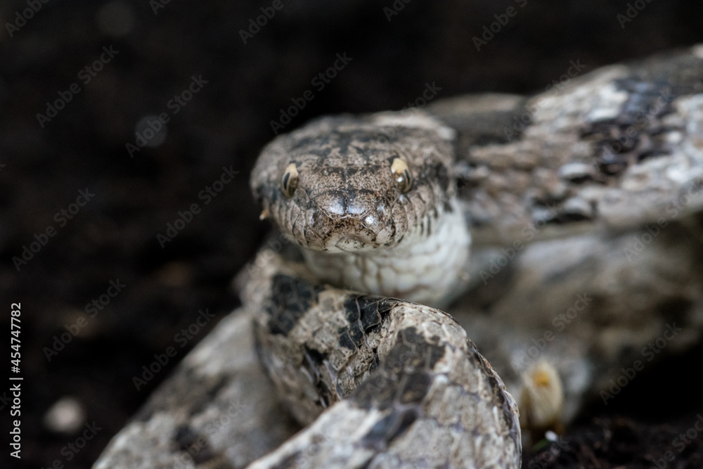 Poster a european cat snake, or soosan snake, telescopus fallax, curled up and staring, in malta.