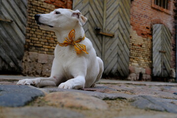 Fototapeta premium White mongrel dog with a colored bow on the neck lies on the old stone street of Riga against the backdrop of warehouses