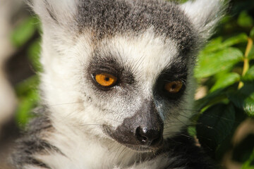 Lemur