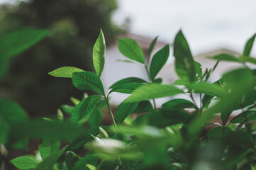 Fototapeta premium closeup nature view of green leaf and palms background. Flat lay, tropical leaf Used as a background