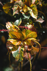 closeup nature view of green leaf and palms background. Flat lay, tropical leaf Used as a background