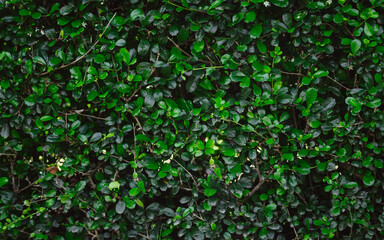 closeup nature view of green leaf and palms background. Flat lay, tropical leaf Used as a background
