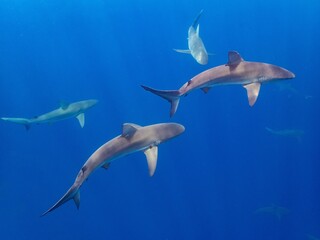 dolphin in the water