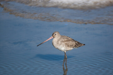 Bar-tailed Godwit (Limosa lapponica) feeding in lake, side profile view.