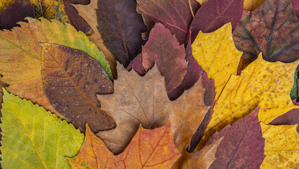 autumn dry yellow and red leaves background texture