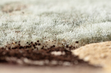 Moldy fungus on food. Fluffy spores mold as a background. Mold fungus. Shallow depth of field