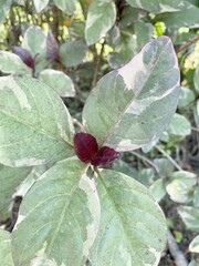 Caricature plant in nature garden