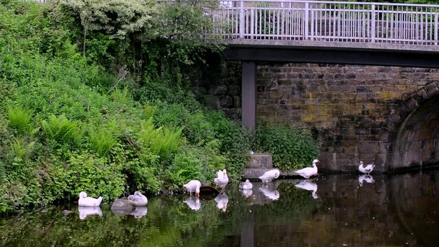 Group of geese on an english canal ' real time footage