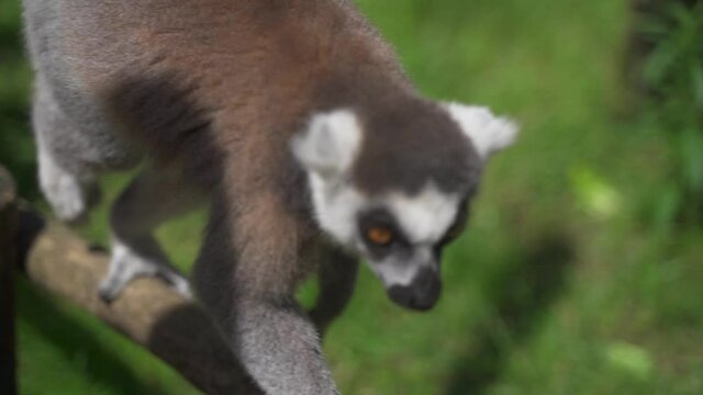 A curious endangered species ring tailed lemur walking on a wooden fence toward the camera at Zoo Planckendael, Belgium.