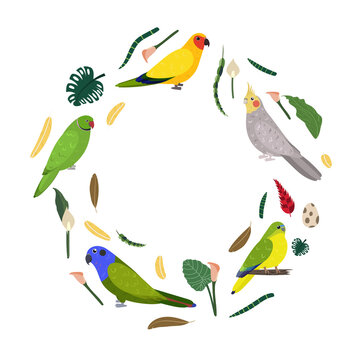 Design template with parrots in circle for kid print. Round composition of tropical birds rose ringed, pionus, neophema and sun aratinga. Vector set of jungle life in cartoon style.
