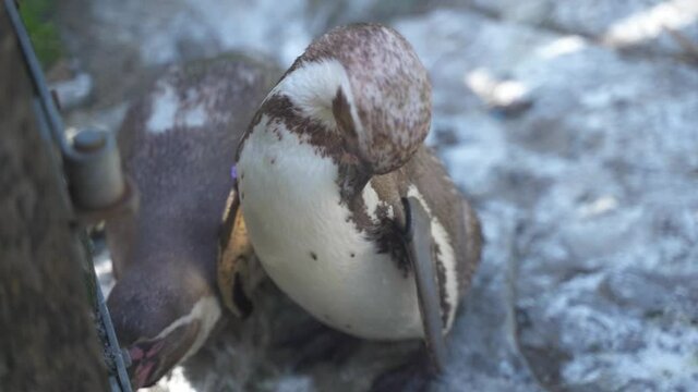 Penguins clean themselves by pecking the hairs on their bodies. Penguins are a group of aquatic flightless birds. Planckendael zoo is located in the village district of Muizen, Mechelen, Belgium.