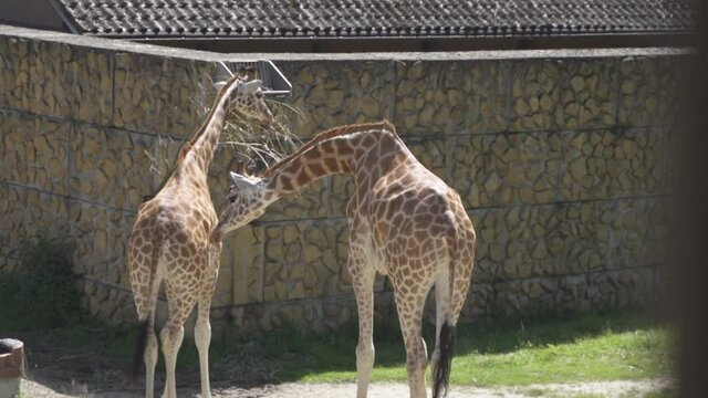 World tallest animal species, herbivorous kordofan giraffes, giraffa camelopardalis antiquorum; eating and chewing dry hays undisturbed, captivated in Zoo Planckendael, Belgium.