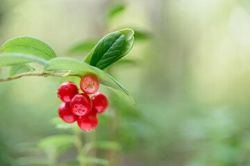 Growing cowberry in forest on bush