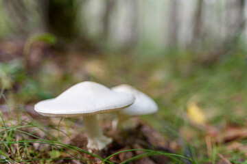 Non-edible white mushrooms in forest