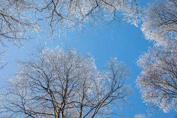 winter natural landscape view from below on the crowns and tops of birch trees covered with white...