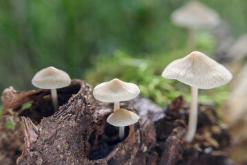 Non-edible white mushrooms in forest