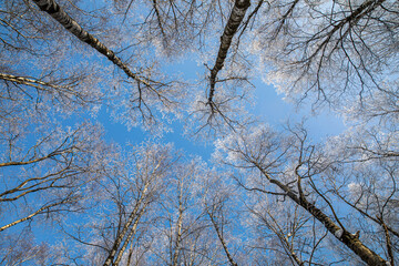 Fototapeta na wymiar winter natural landscape view from below on the crowns and tops of birch trees covered with white frost against the blue sky in the Park