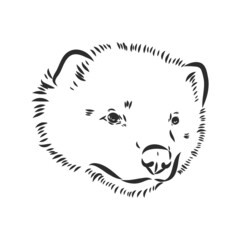 vector hand sketch drawing illustration of a wolverine done in black and white