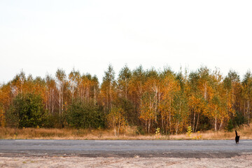 Defocus 13 friday background. Black cat to crossing a road. Yellow october birch tree. Halloween...