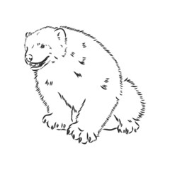 vector hand sketch drawing illustration of a wolverine done in black and white