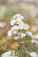 flowers in the garden