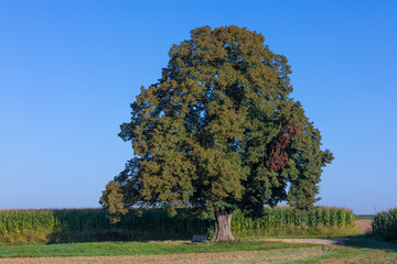 Fototapeta na wymiar single limewood tree and corn field
