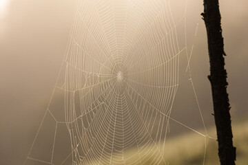 poetic view of a cobweb in the morning - obrazy, fototapety, plakaty