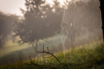 beautiful cobweb morning scene