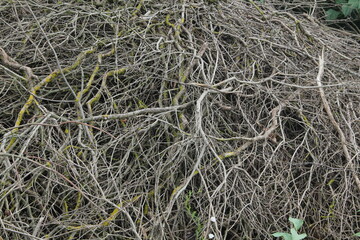 Rough tangled dry mossy branches on the ground pattern texture background 