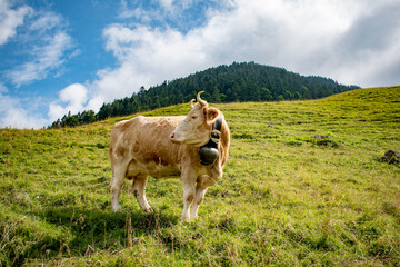 Beautiful swiss cows. Alpine meadows. Mountains.  