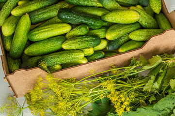 organic cucumbers with dill and oak leaves. Cucumbers for salting.