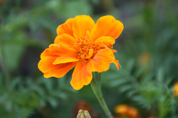 fiore