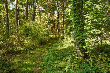 Naklejka premium summer sunny road, road, forest, trees,path,forest path