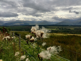 flowers in the field
