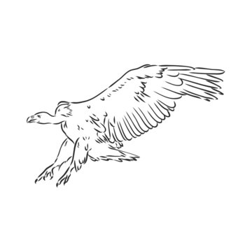 Griffon vulture. Wild forest bird of prey. Hand drawn sketch graphic style. Fashion patch. Print for t-shirt, Tattoo or badges.
