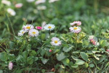 daisies in the grass