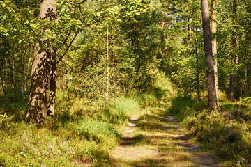summer sunny road, road, forest, trees,path,forest path