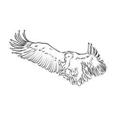 Griffon vulture. Wild forest bird of prey. Hand drawn sketch graphic style. Fashion patch. Print for t-shirt, Tattoo or badges.