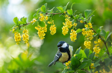 Little bird sitting on blooming tree with yellow flowers. Great Tit (Parus major) - Powered by Adobe
