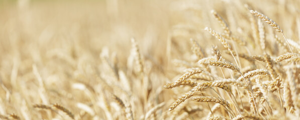 Field of wheat in a summer day. Ripening wheat ears. Harvesting period