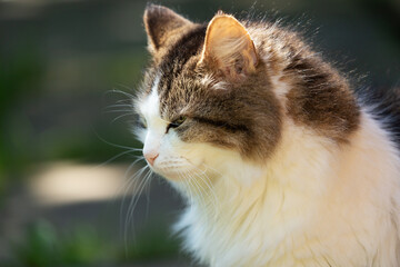fluffy cat on blurred background