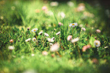 daisies in the grass