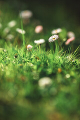 daisies in the grass