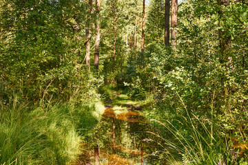 summer sunny flooded road, road, forest, trees,path,forest path