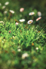 daisies in the grass