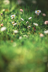 daisies in the grass