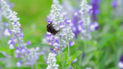Bumblebees Flying and Sitting on White and Purple Meadow Flower Eating Nectar and Pollinating
