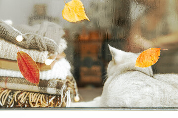 White British cat sleeps on the windowsill.